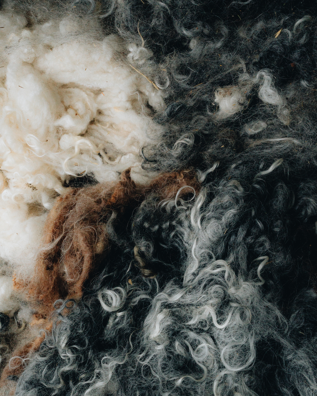 Swedish wool